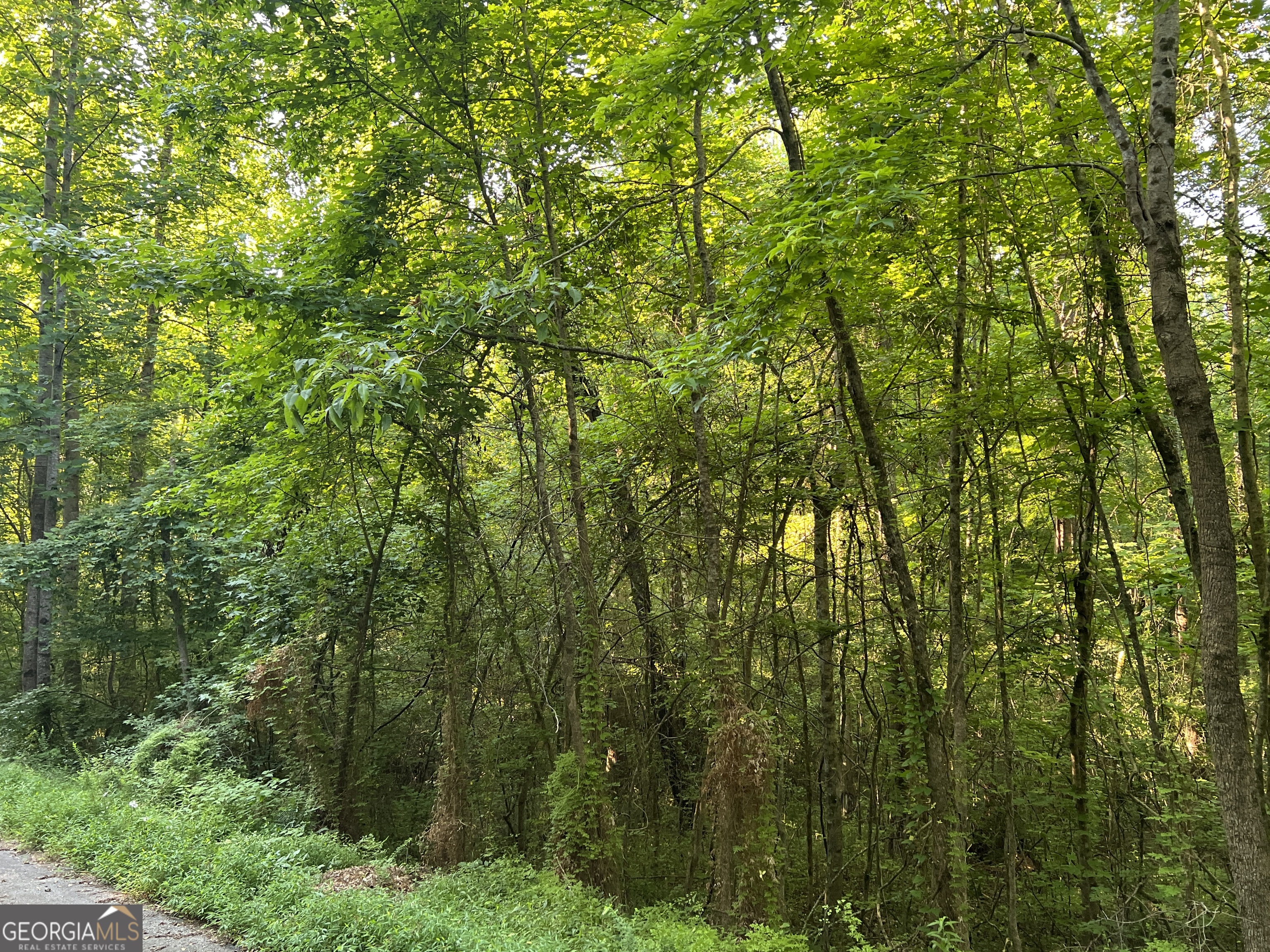 0 Jordan Road Monticello, GA 31064 - Photo 8 of 13 a view of a lush green forest