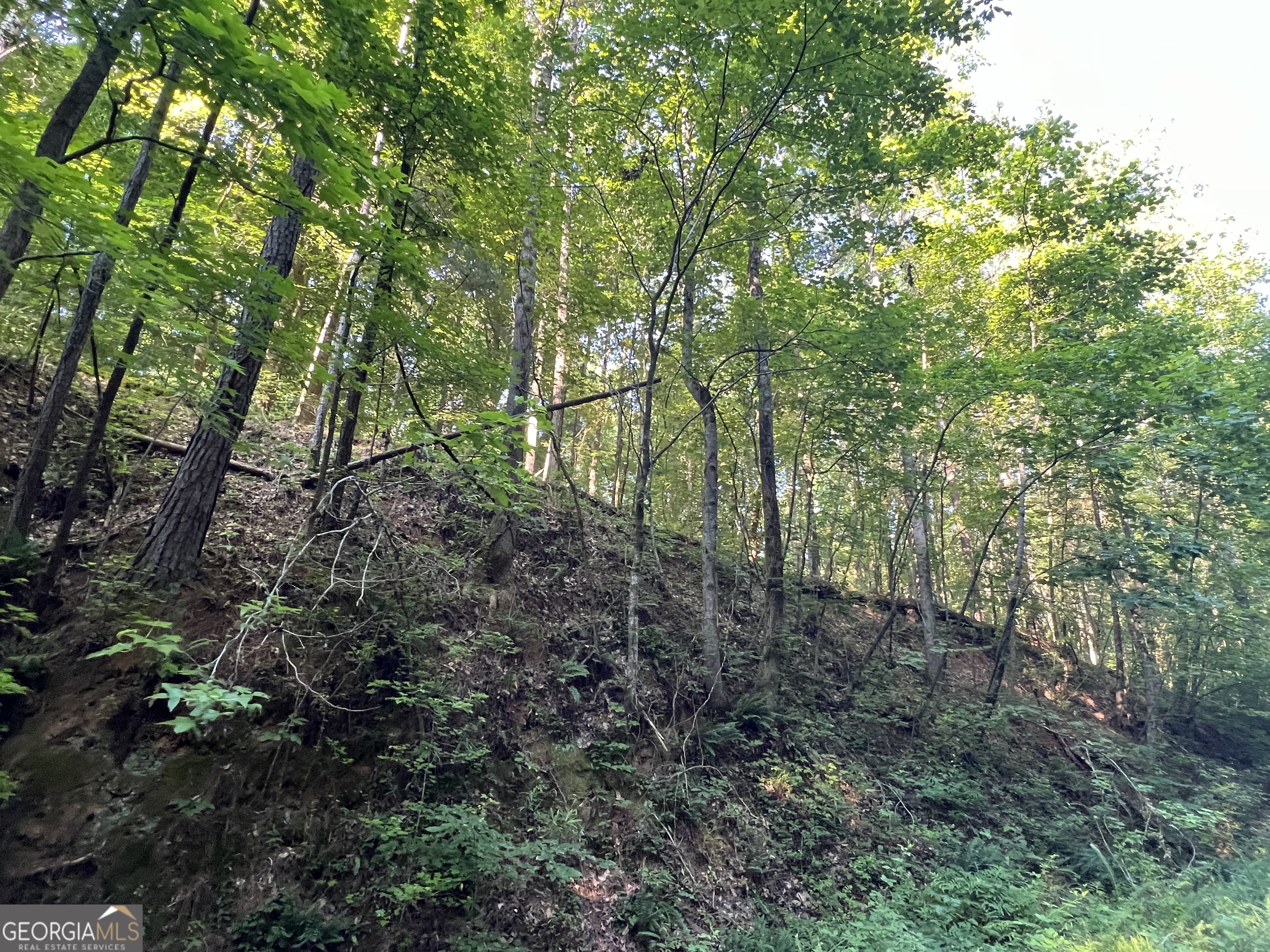 0 Jordan Road Monticello, GA 31064 - Photo 10 of 13 a view of a forest with lots of trees