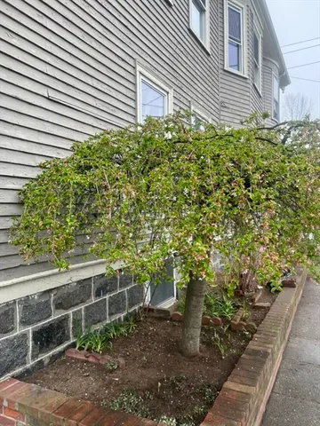 a plant that is in front of a house