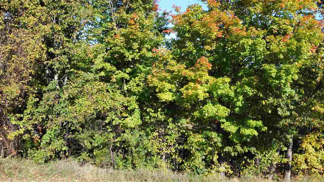 0 Palaestrum Road Williamsburg, MI 49690 - Photo 16 of 17