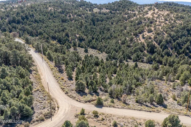 a view of a forest with a tree
