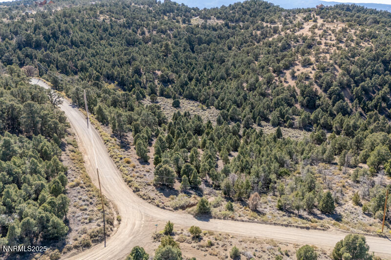 a view of a forest with a tree