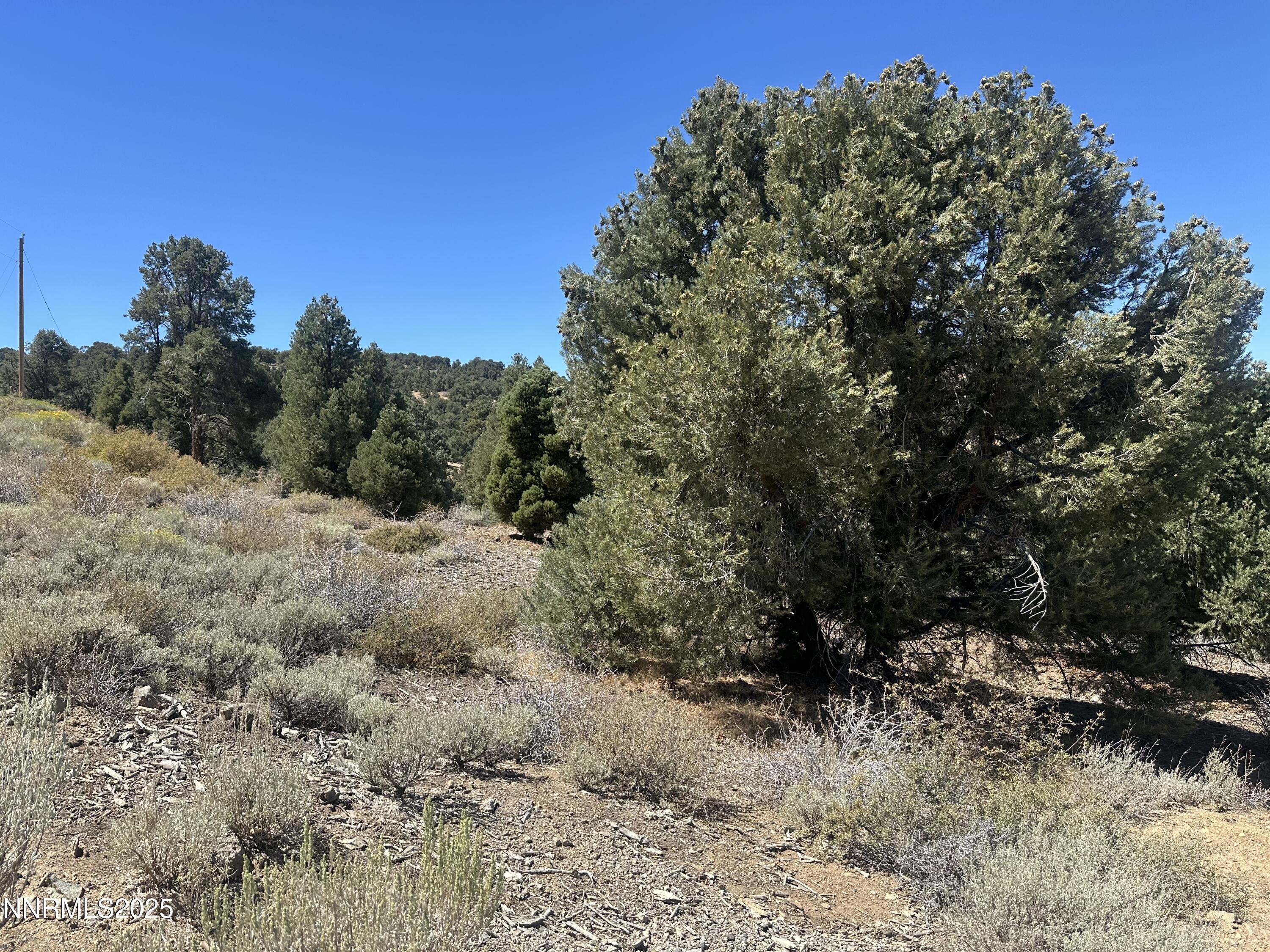 1450 Bonanza Road, Unit DIRT ROAD Reno, NV 89521 - Photo 4 of 12 a view of a forest with trees in the background