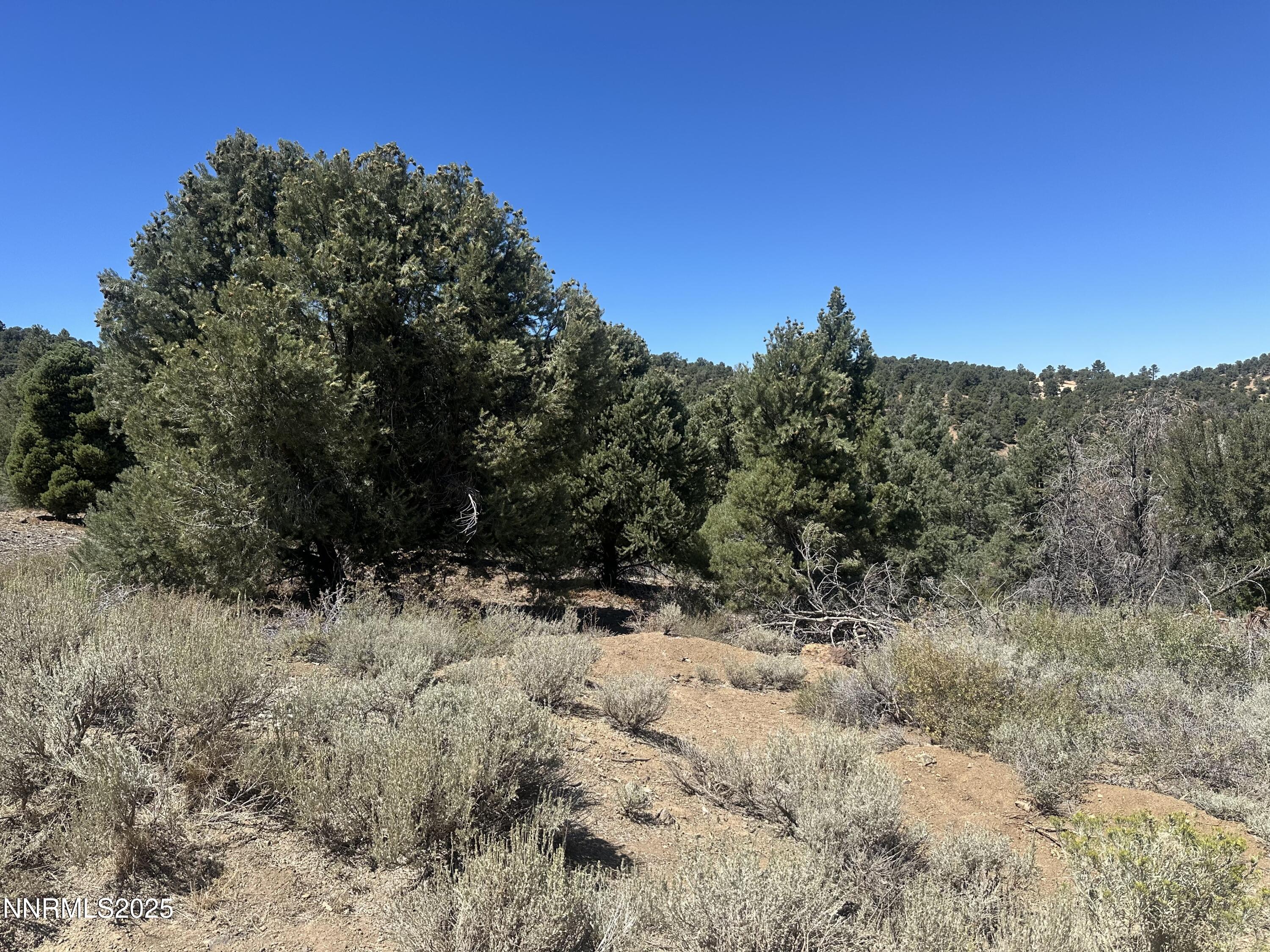 1450 Bonanza Road, Unit DIRT ROAD Reno, NV 89521 - Photo 5 of 12 a view of a covered with trees in the background