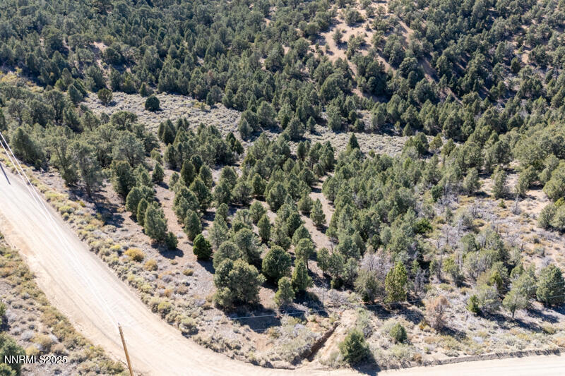 1450 Bonanza Road, Unit DIRT ROAD Reno, NV 89521 - Photo 7 of 12 a view of a forest with a tree