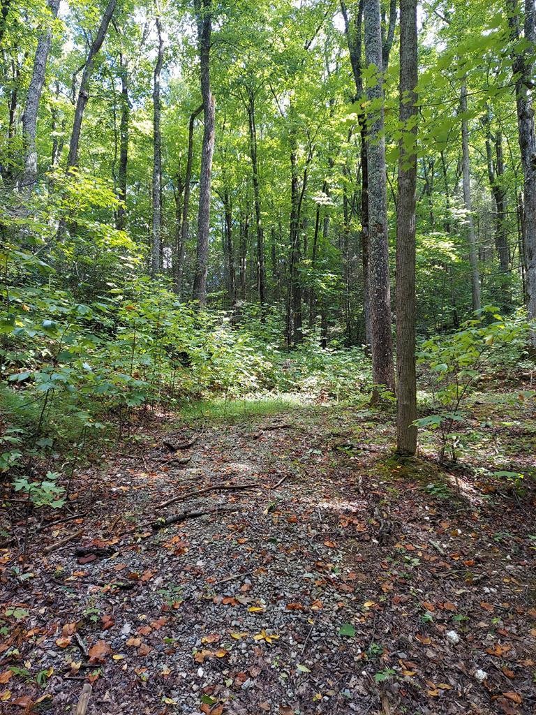 45 Sonshine Ridge Road Cosby, TN 37722 - Photo 1 of 10