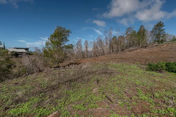 a view of a dry yard with trees in the background