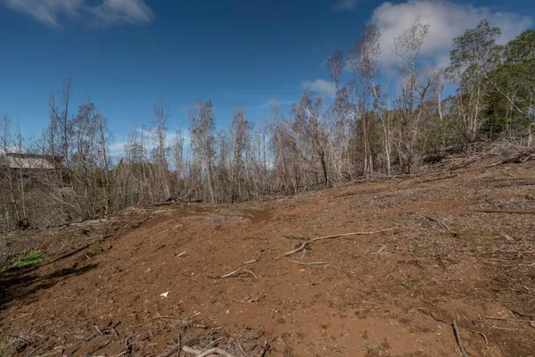a view of a yard with a tree