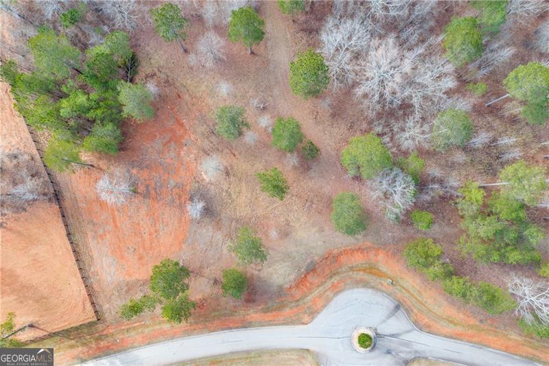 a view of plant in a garden