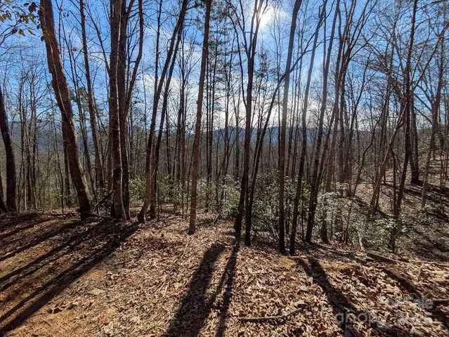 a view of a forest with trees in the background
