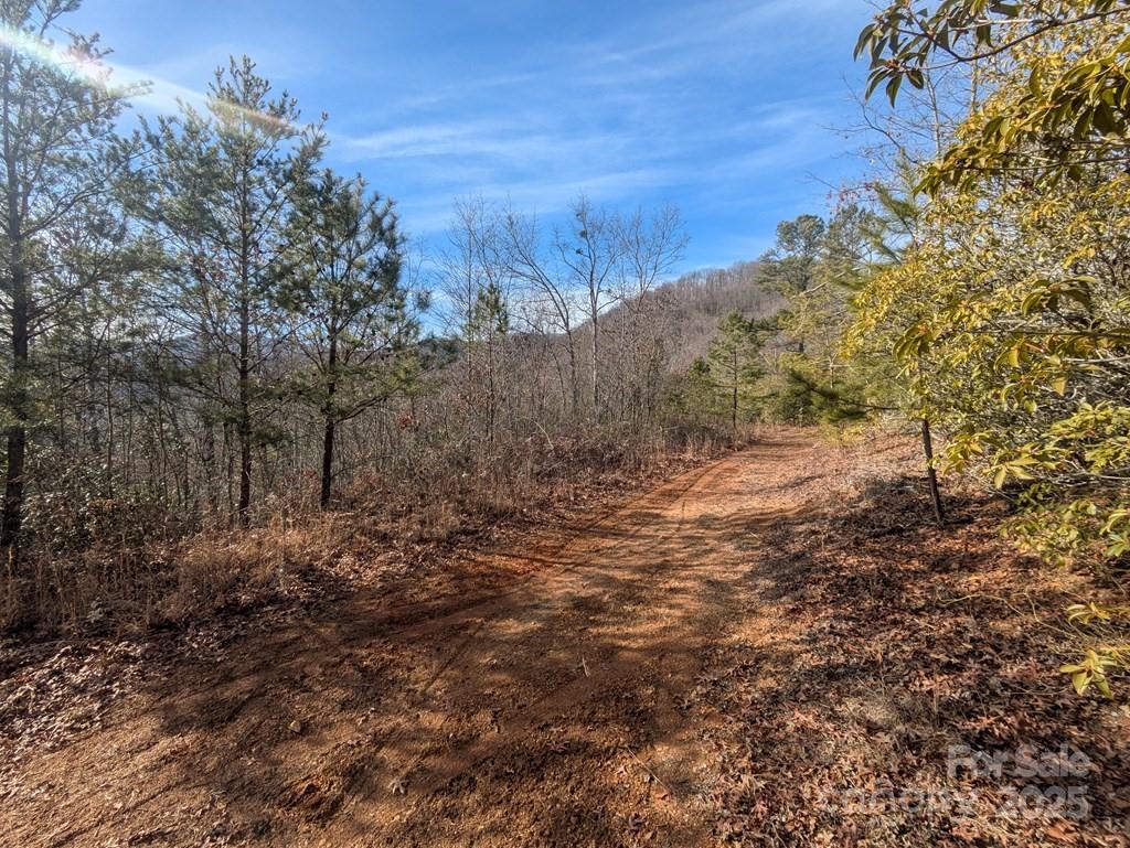 0 Sutton Branch Road Sylva, NC 28779 - Photo 13 of 20 a view of a forest with trees in the background