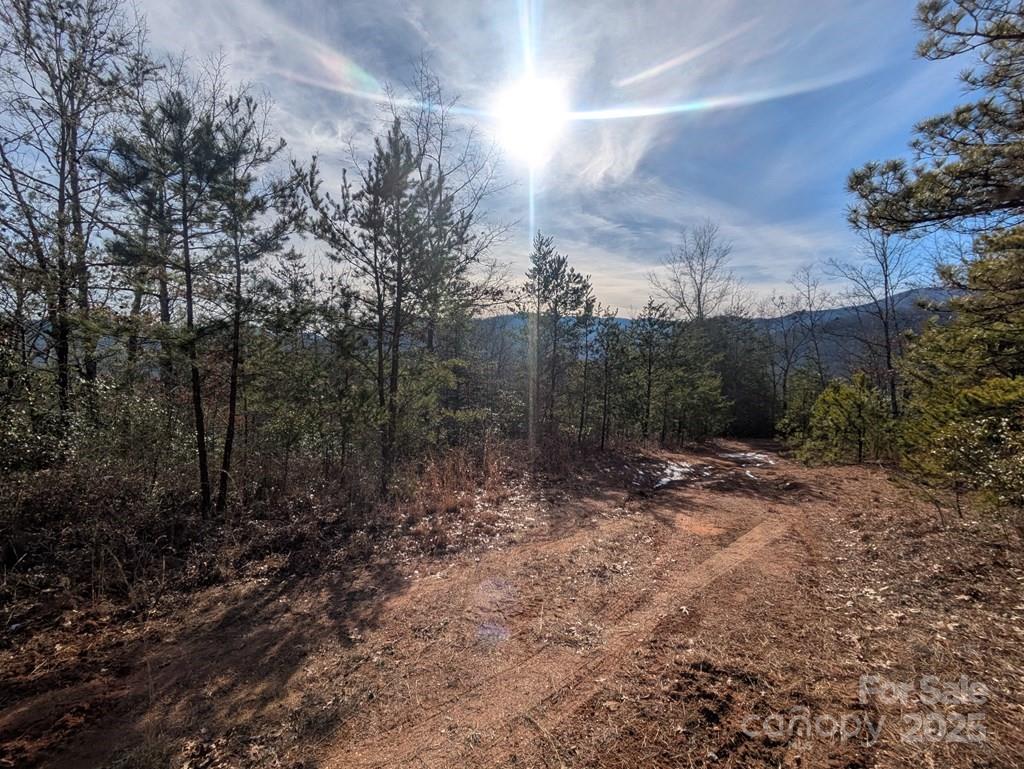 0 Sutton Branch Road Sylva, NC 28779 - Photo 14 of 20 a view of a forest with trees