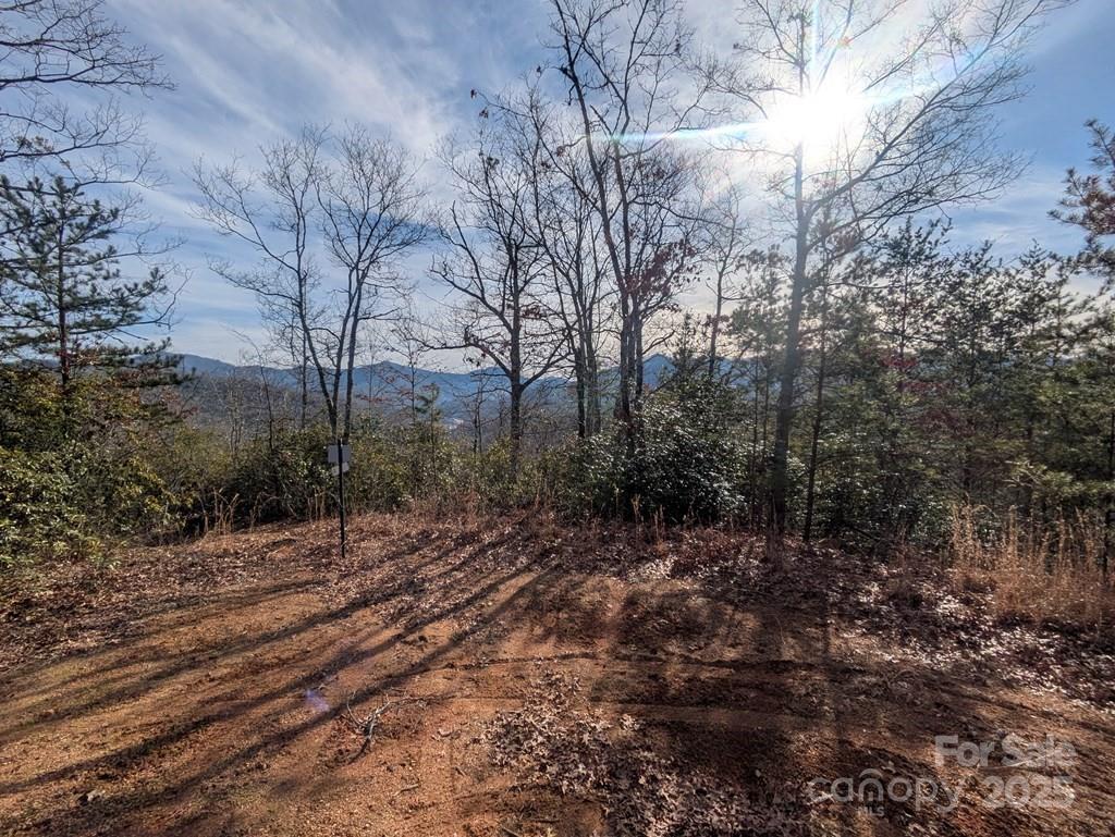 0 Sutton Branch Road Sylva, NC 28779 - Photo 15 of 20 a view of a forest filled with trees