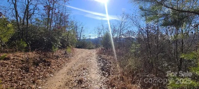 a view of a yard with plants and trees