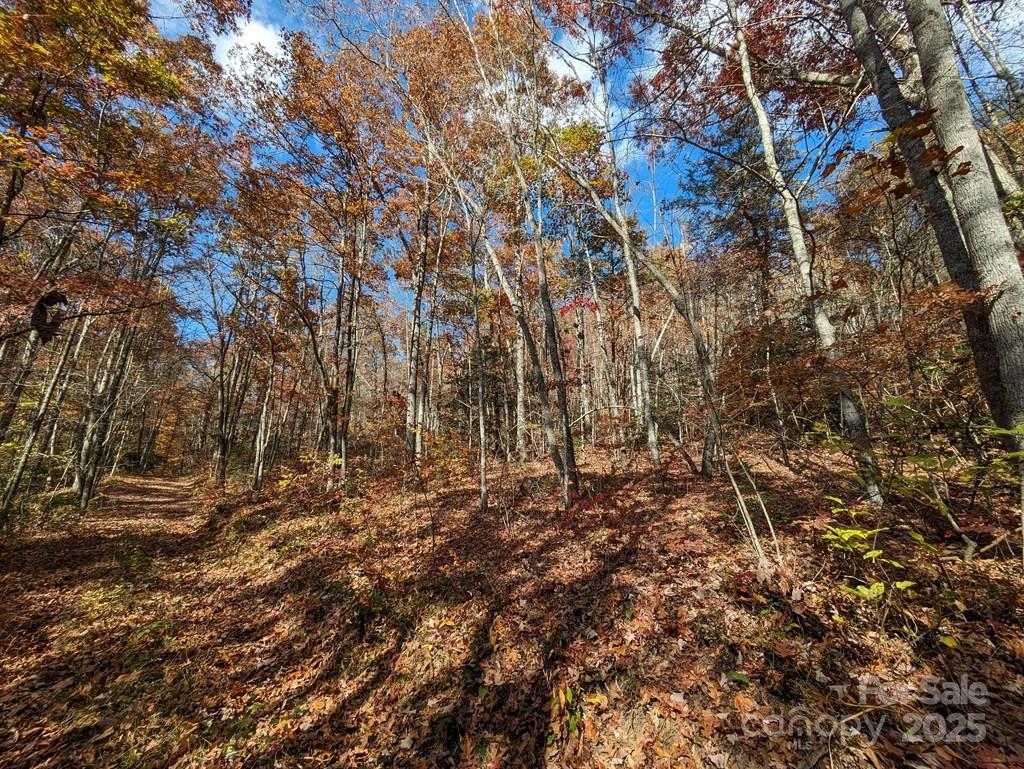0 Sutton Branch Road Sylva, NC 28779 - Photo 9 of 20 a view of yard