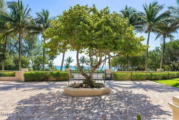 a view of a garden with plants and large trees