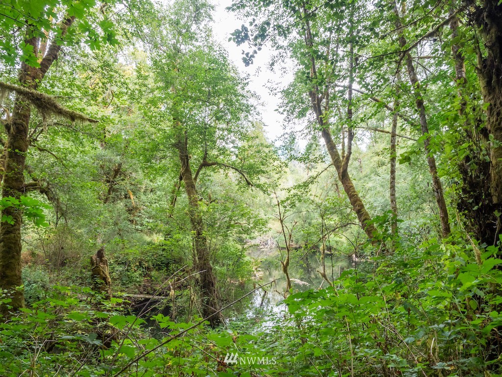 0 North River Road Cosmopolis, WA 98537 - Photo 11 of 18 a view of a forest with a tree