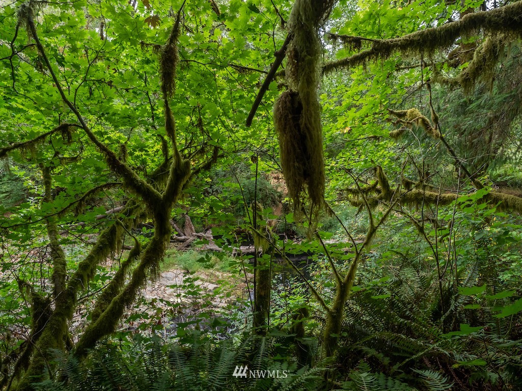 0 North River Road Cosmopolis, WA 98537 - Photo 13 of 18 a backyard of a house with lots of green space