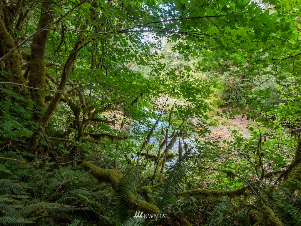 0 North River Road Cosmopolis, WA 98537 - Photo 14 of 18 a view of a lush green forest