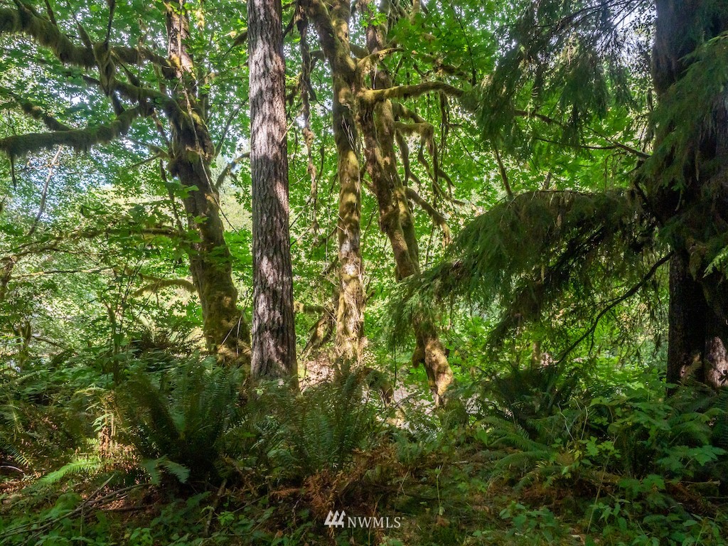 0 North River Road Cosmopolis, WA 98537 - Photo 18 of 18 a view of a lush green forest