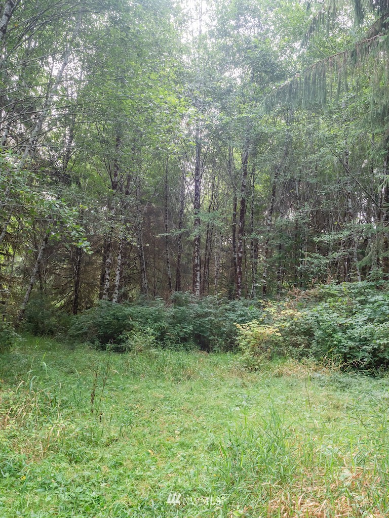 0 North River Road Cosmopolis, WA 98537 - Photo 5 of 18 a view of a lush green forest