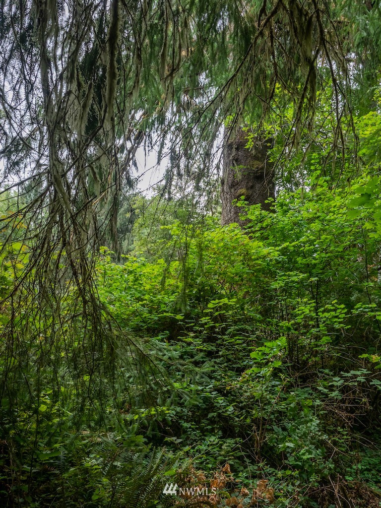 0 North River Road Cosmopolis, WA 98537 - Photo 6 of 18 a view of a lush green forest