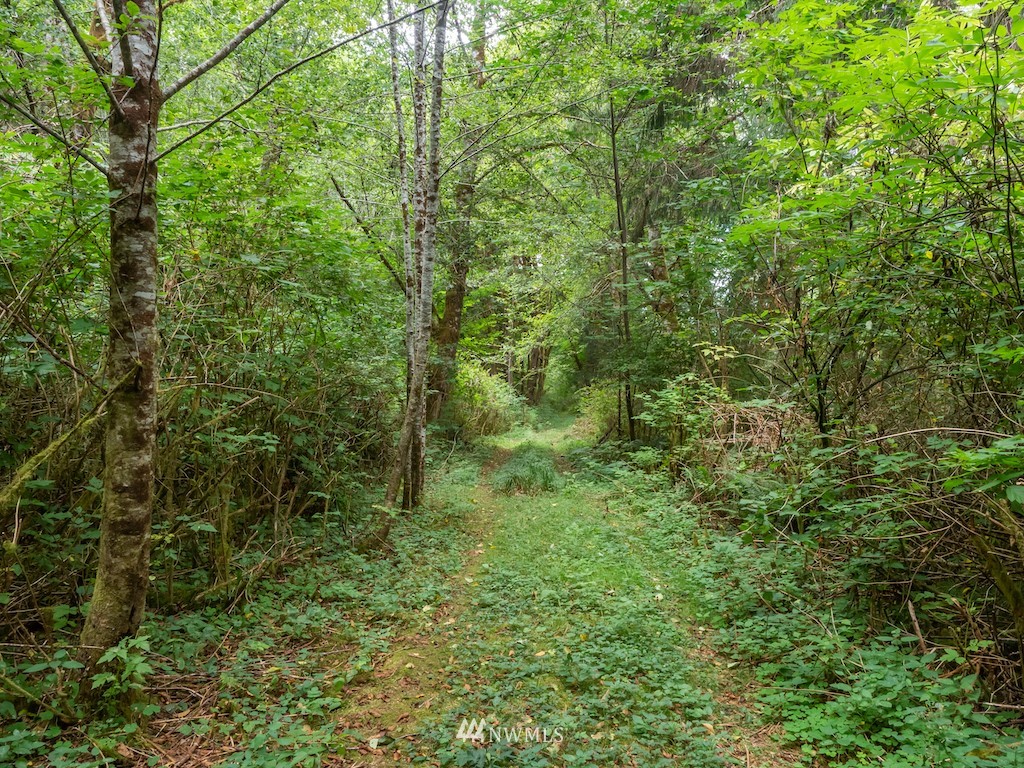 0 North River Road Cosmopolis, WA 98537 - Photo 9 of 18 a view of a lush green forest