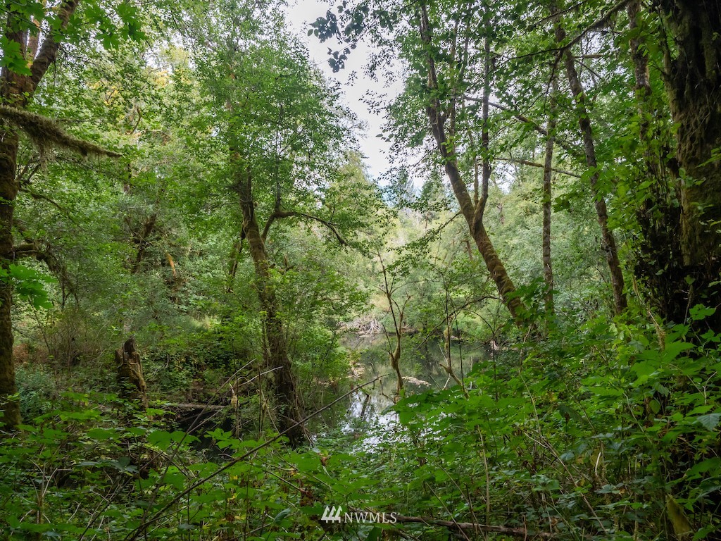 0 North River Road Cosmopolis, WA 98537 - Photo 10 of 18 a view of a forest with lots of trees