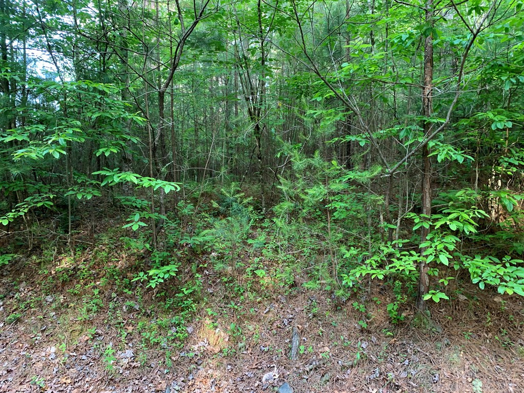 Lot 43 Kestrel Ridge Circle Murphy, NC 28906 - Photo 16 of 24 Gallery Image 16