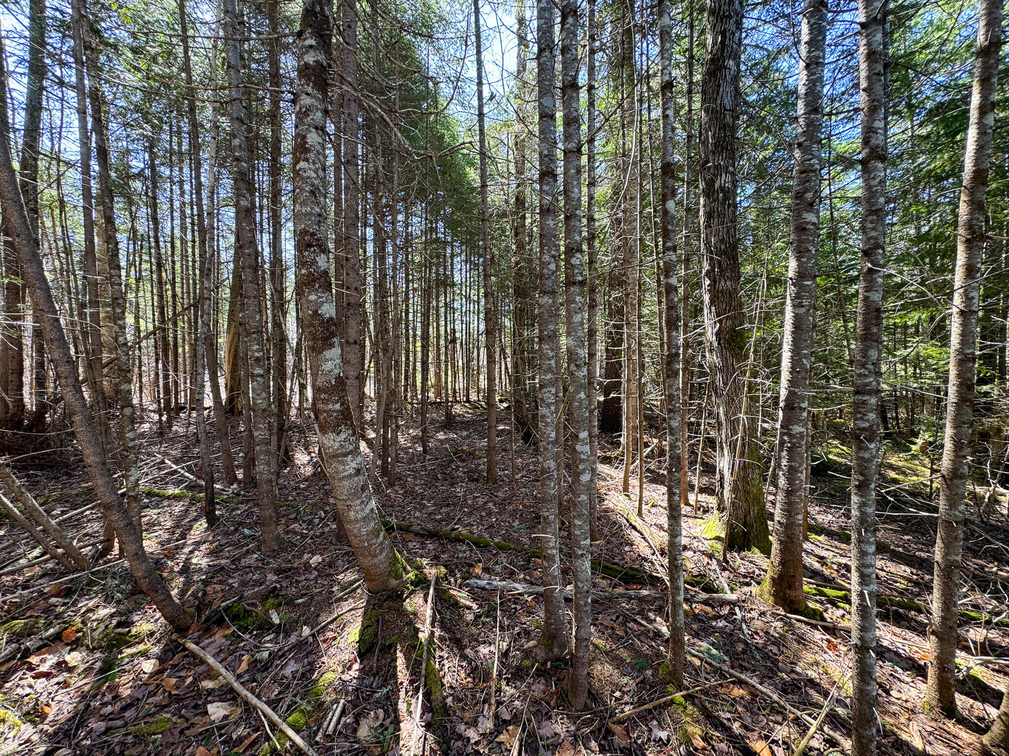 144 Black Water Road Ashland, ME 04732 - Photo 29 of 35 IMG_2668
