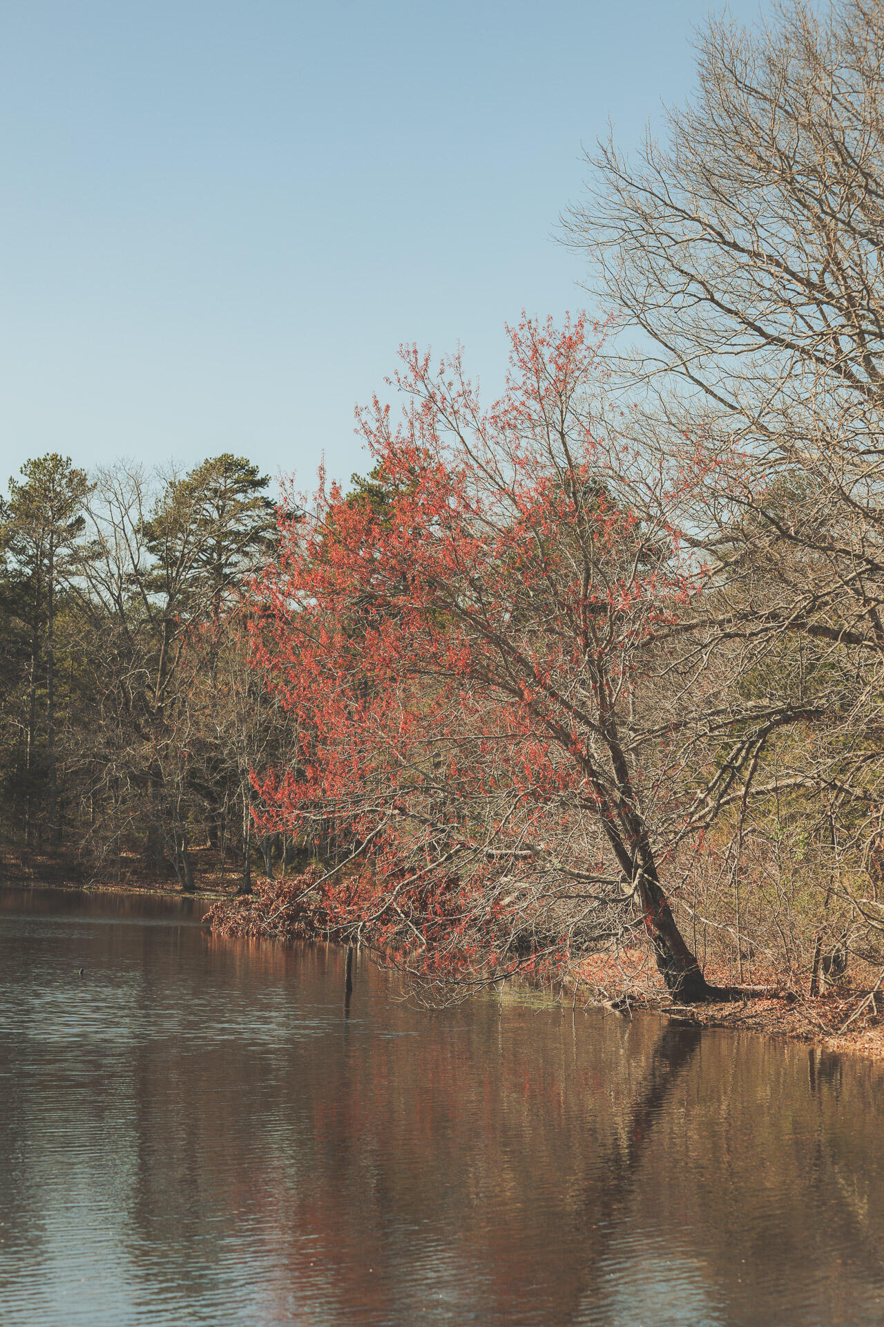 12733 Jones Gap Road Soddy Daisy, TN 37379 - Photo 105 of 108 Untitled-573