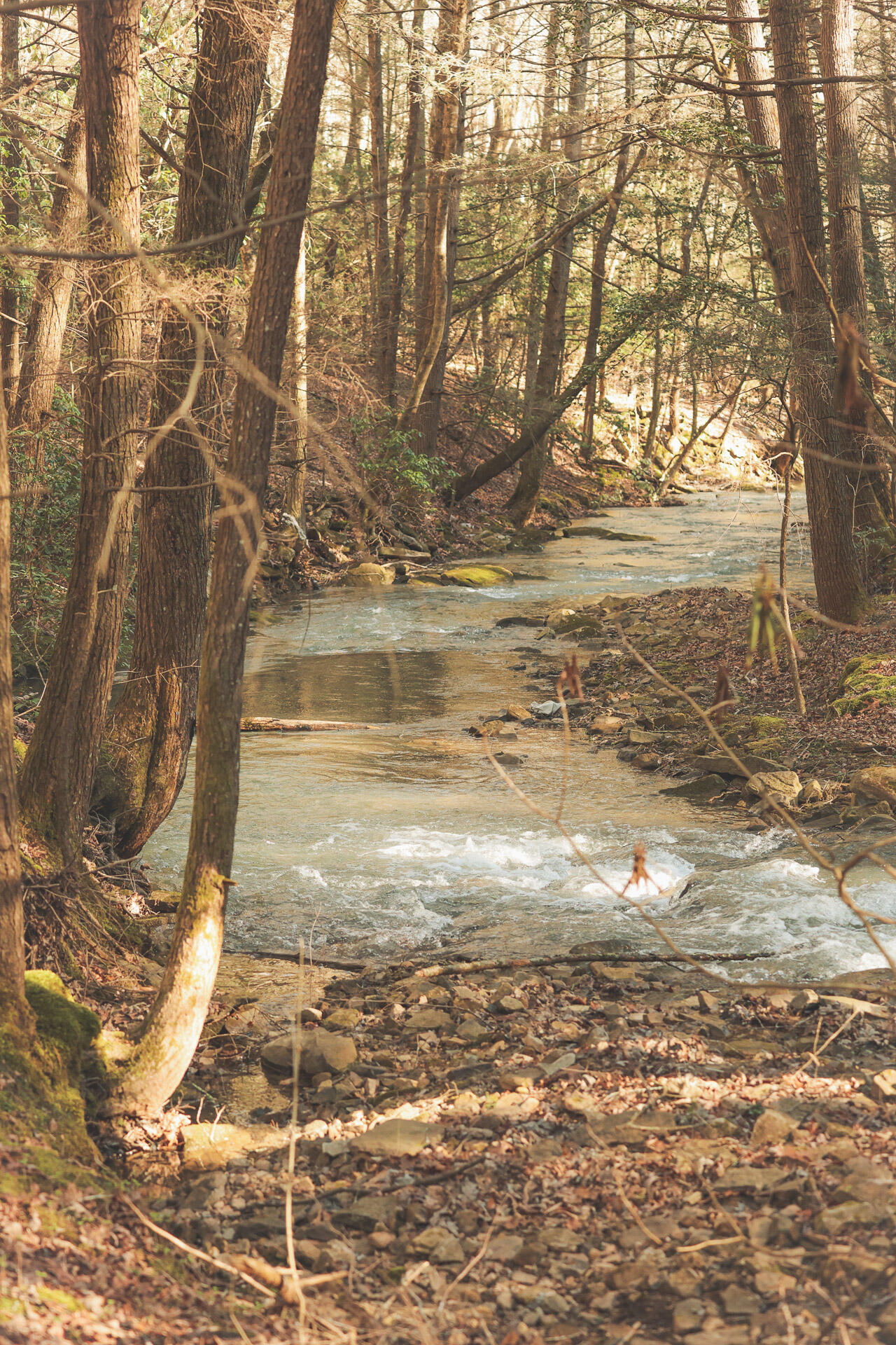 12733 Jones Gap Road Soddy Daisy, TN 37379 - Photo 11 of 108 7b