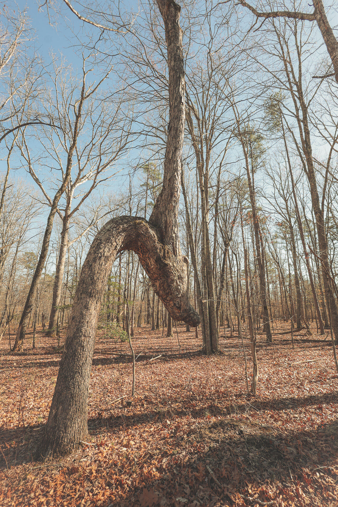 12733 Jones Gap Road Soddy Daisy, TN 37379 - Photo 16 of 108 8