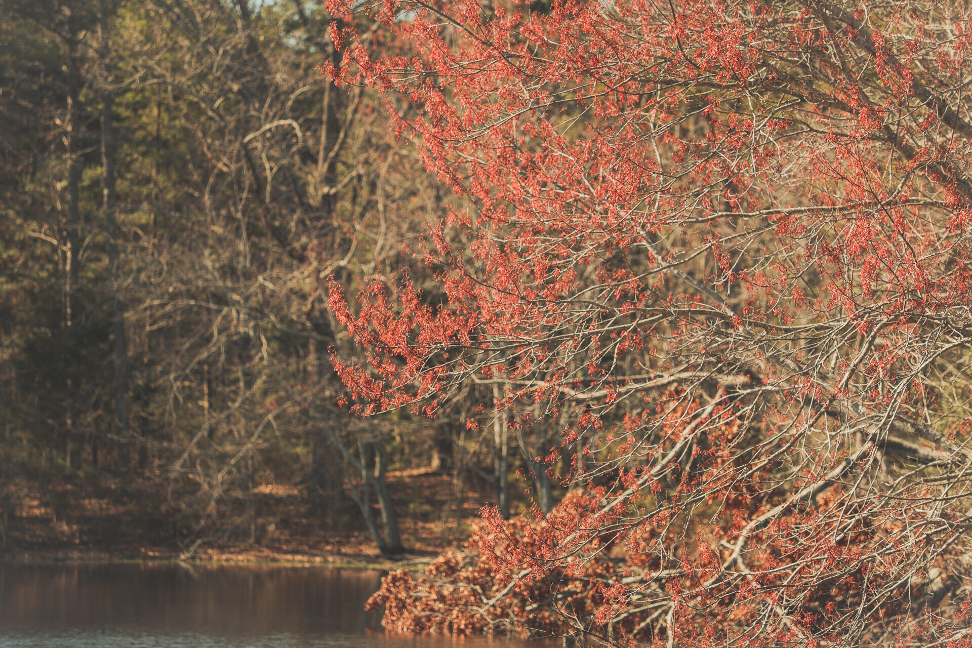 12733 Jones Gap Road Soddy Daisy, TN 37379 - Photo 20 of 108 8e