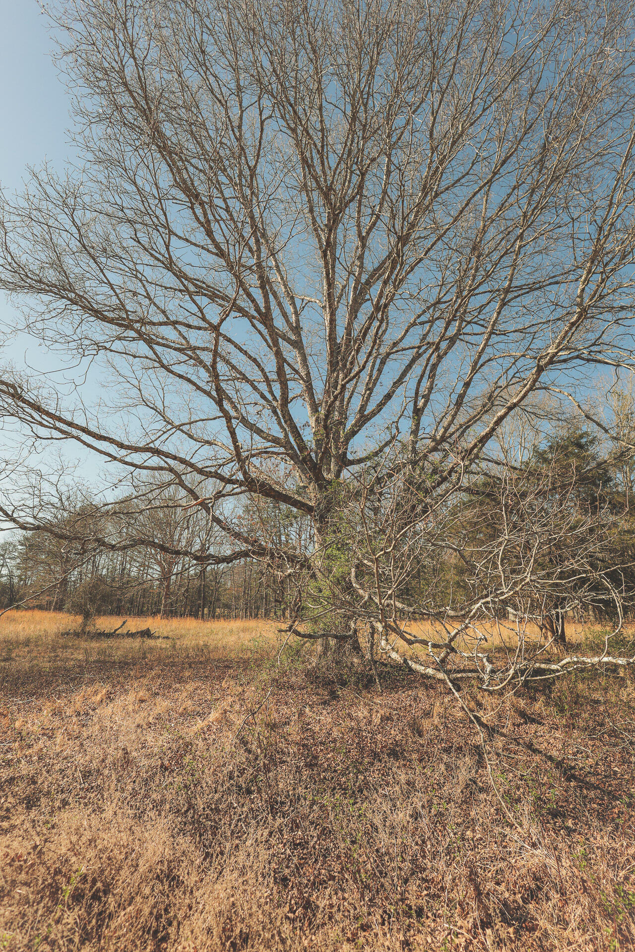 12733 Jones Gap Road Soddy Daisy, TN 37379 - Photo 23 of 108 11