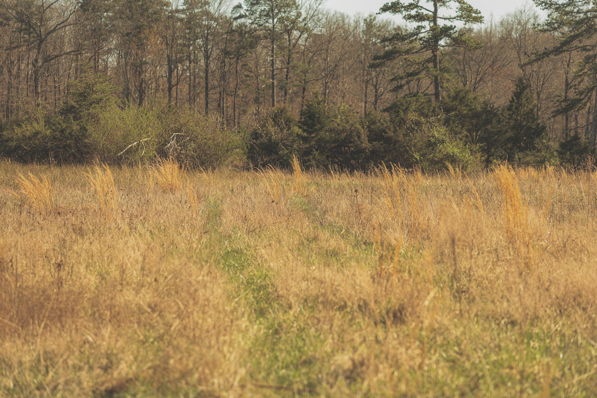 12733 Jones Gap Road Soddy Daisy, TN 37379 - Photo 26 of 108 14