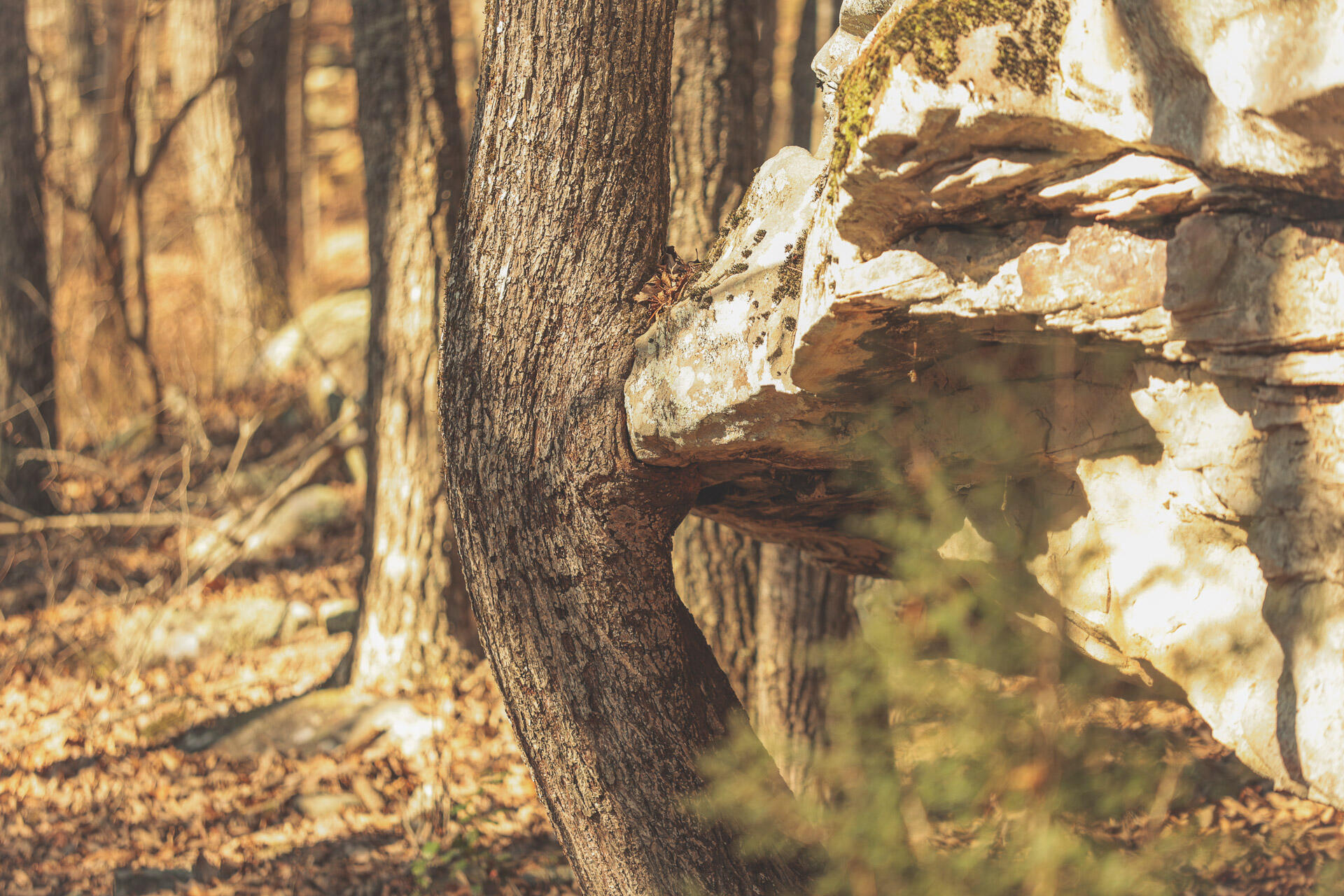 12733 Jones Gap Road Soddy Daisy, TN 37379 - Photo 44 of 108 33