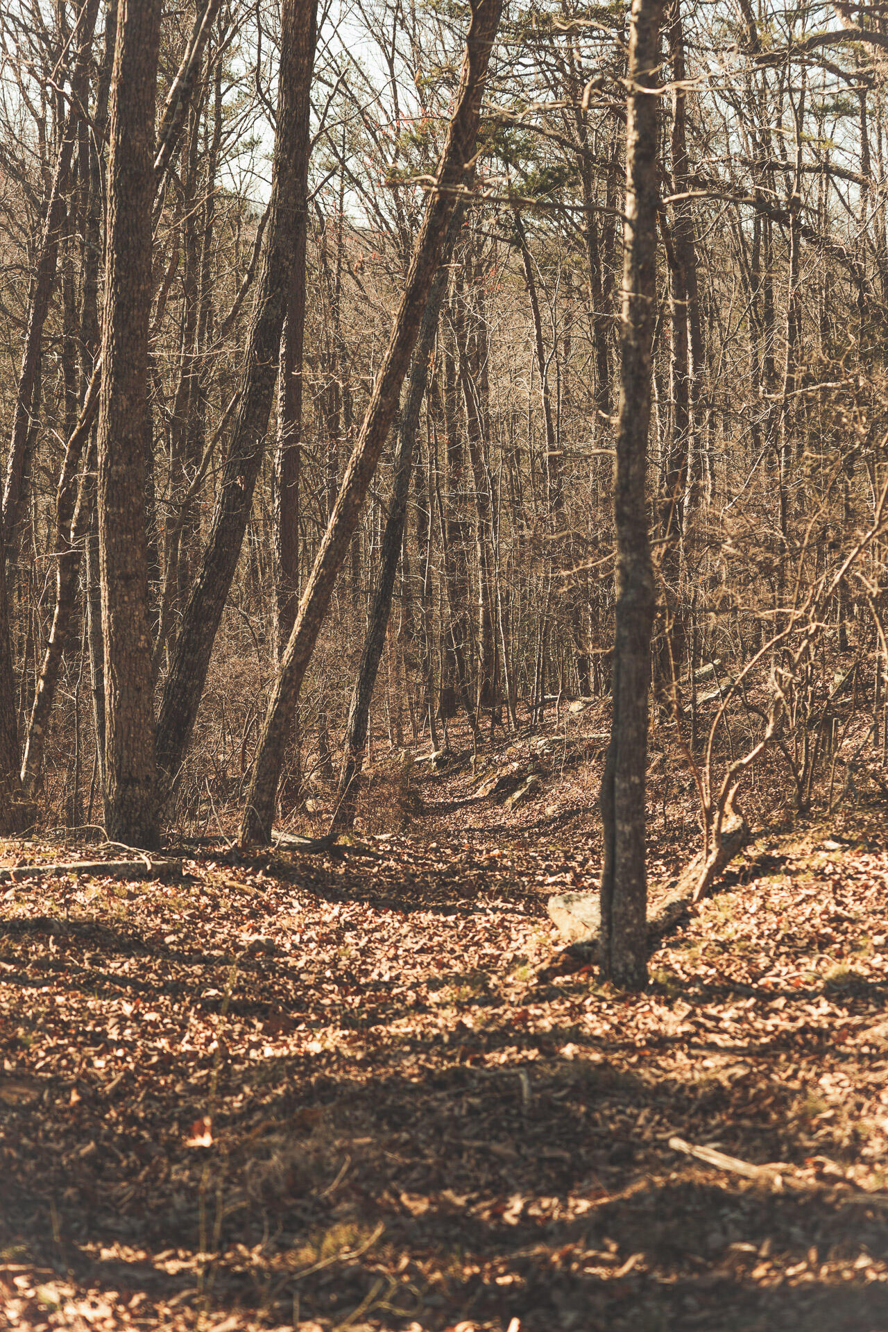 12733 Jones Gap Road Soddy Daisy, TN 37379 - Photo 45 of 108 34