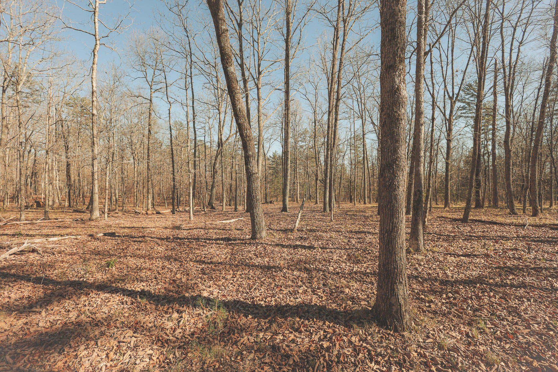 12733 Jones Gap Road Soddy Daisy, TN 37379 - Photo 47 of 108 36