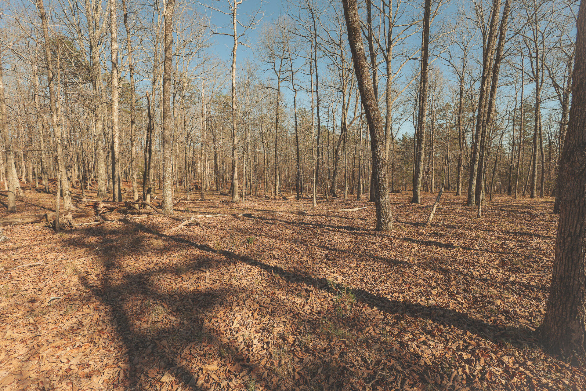 12733 Jones Gap Road Soddy Daisy, TN 37379 - Photo 48 of 108 37