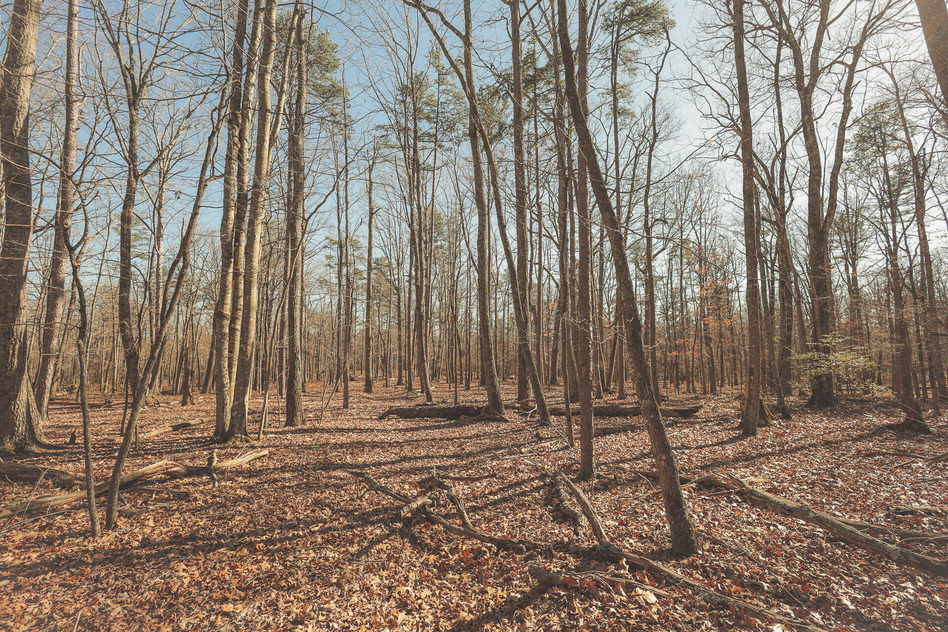 12733 Jones Gap Road Soddy Daisy, TN 37379 - Photo 49 of 108 38