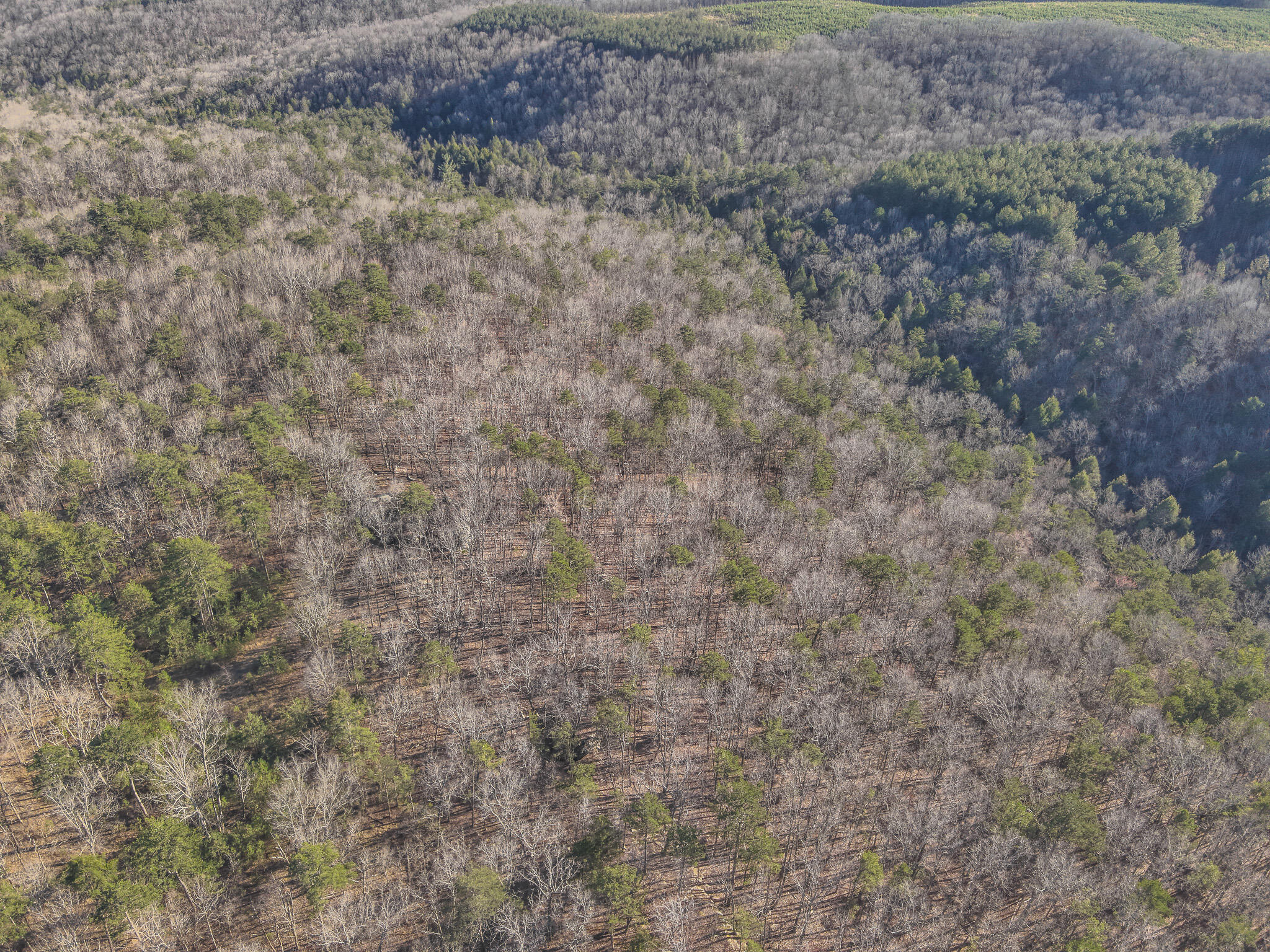 12733 Jones Gap Road Soddy Daisy, TN 37379 - Photo 56 of 108 DJI_20260312181118_0026_V