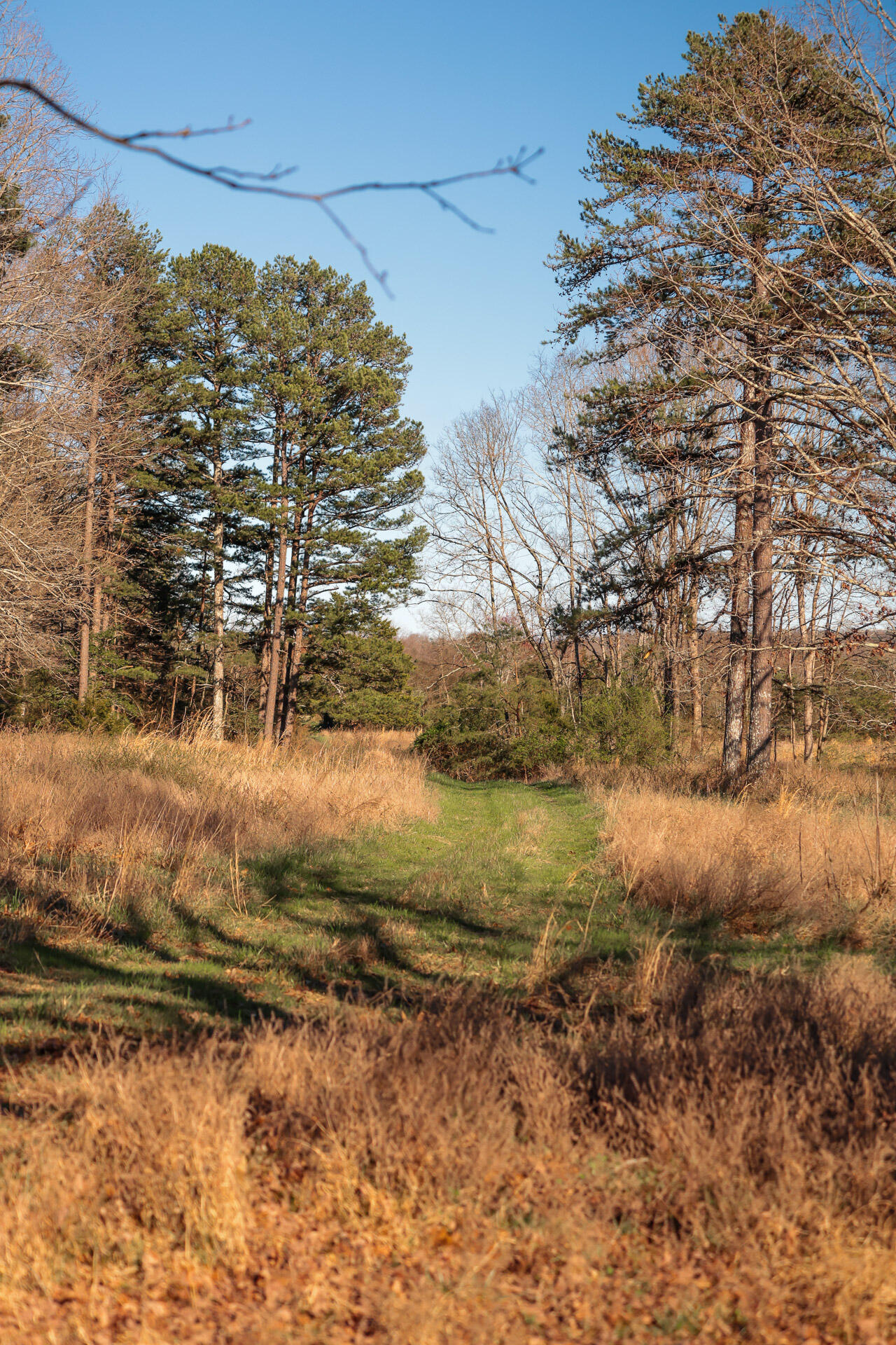 12733 Jones Gap Road Soddy Daisy, TN 37379 - Photo 63 of 108 Untitled-502