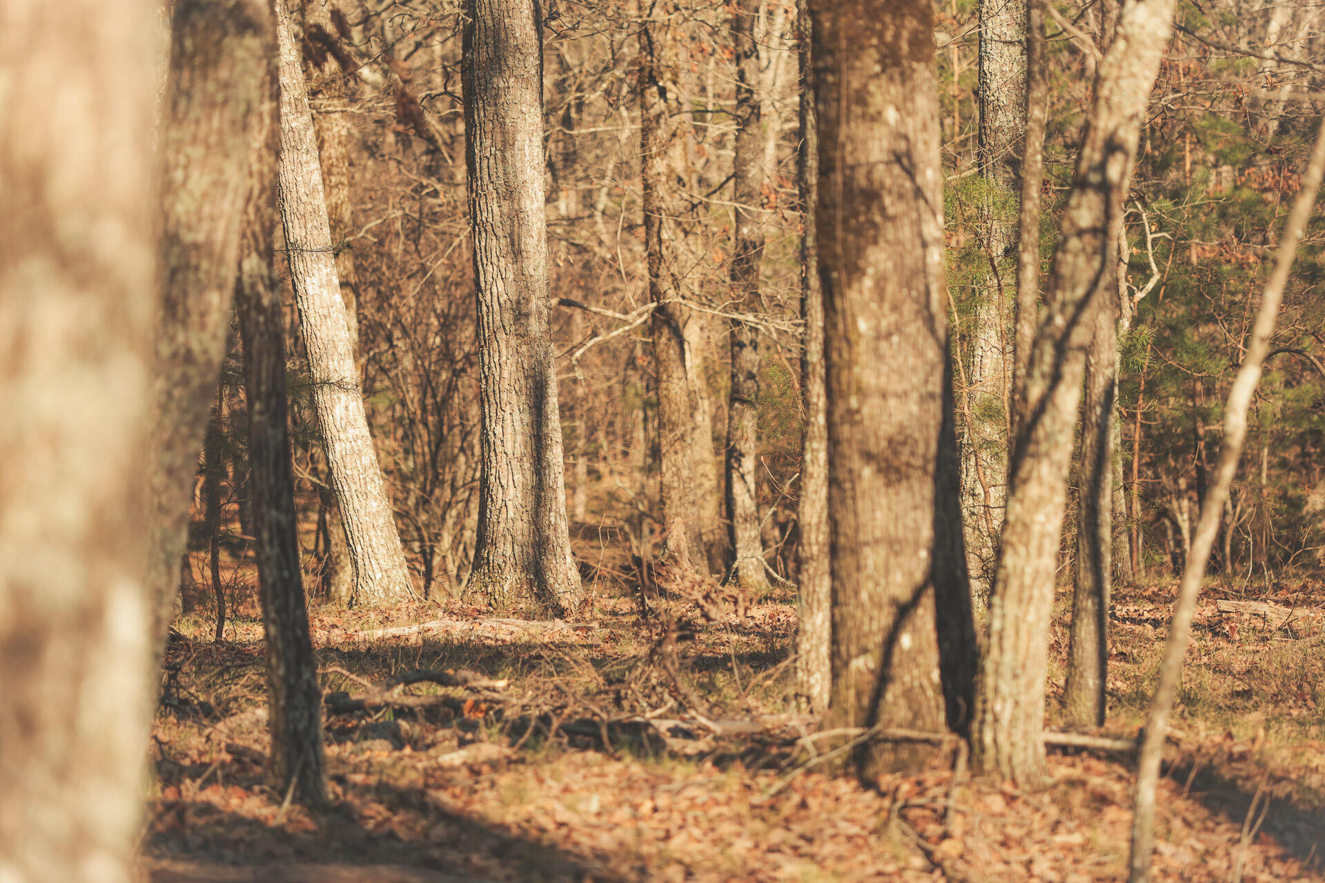 12733 Jones Gap Road Soddy Daisy, TN 37379 - Photo 64 of 108 Untitled-503