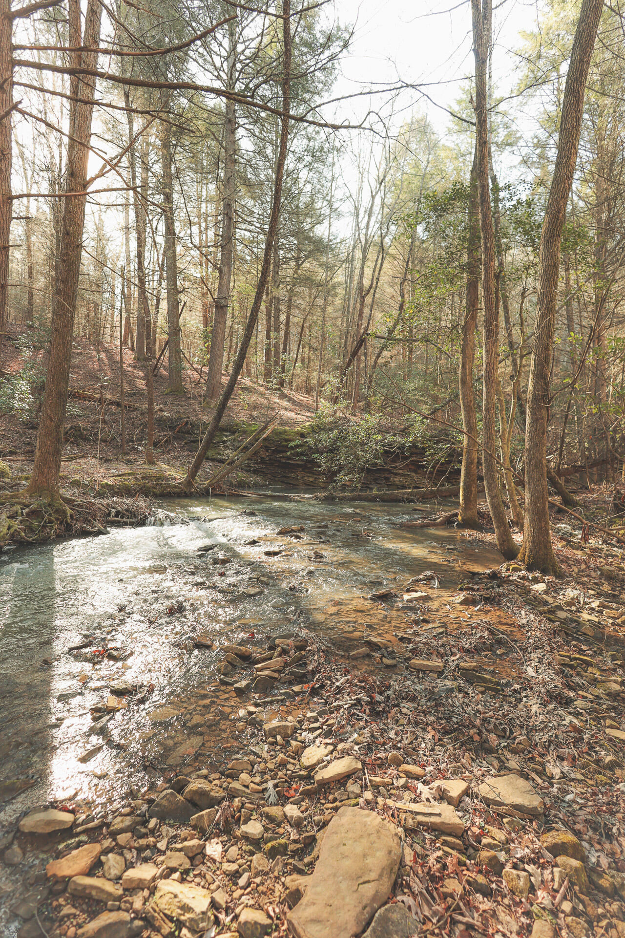 12733 Jones Gap Road Soddy Daisy, TN 37379 - Photo 65 of 108 Untitled-514