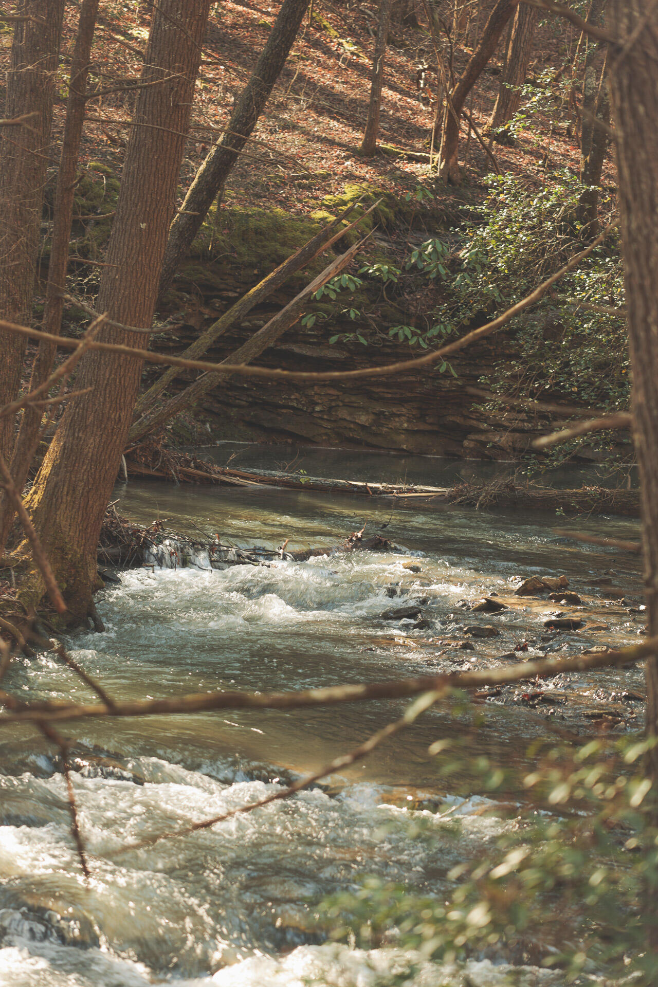 12733 Jones Gap Road Soddy Daisy, TN 37379 - Photo 66 of 108 Untitled-517