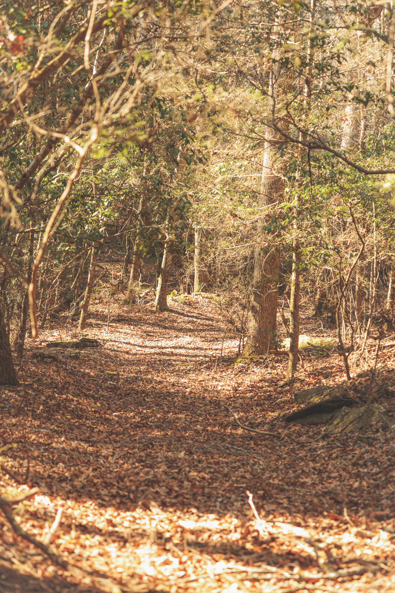 12733 Jones Gap Road Soddy Daisy, TN 37379 - Photo 68 of 108 Untitled-519