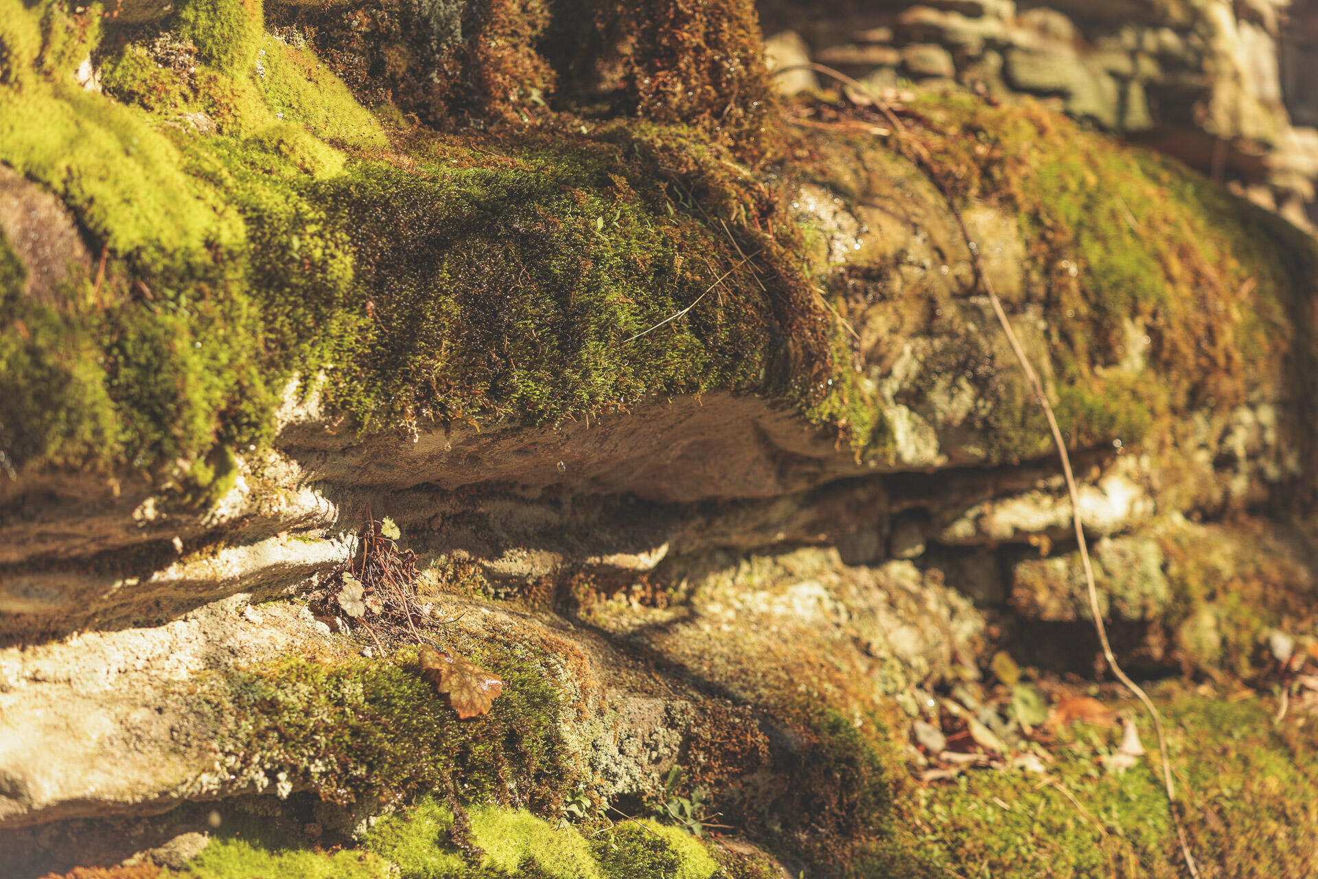 12733 Jones Gap Road Soddy Daisy, TN 37379 - Photo 71 of 108 Untitled-525