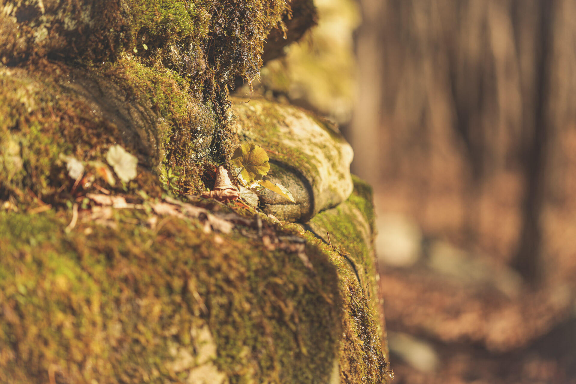 12733 Jones Gap Road Soddy Daisy, TN 37379 - Photo 72 of 108 Untitled-526