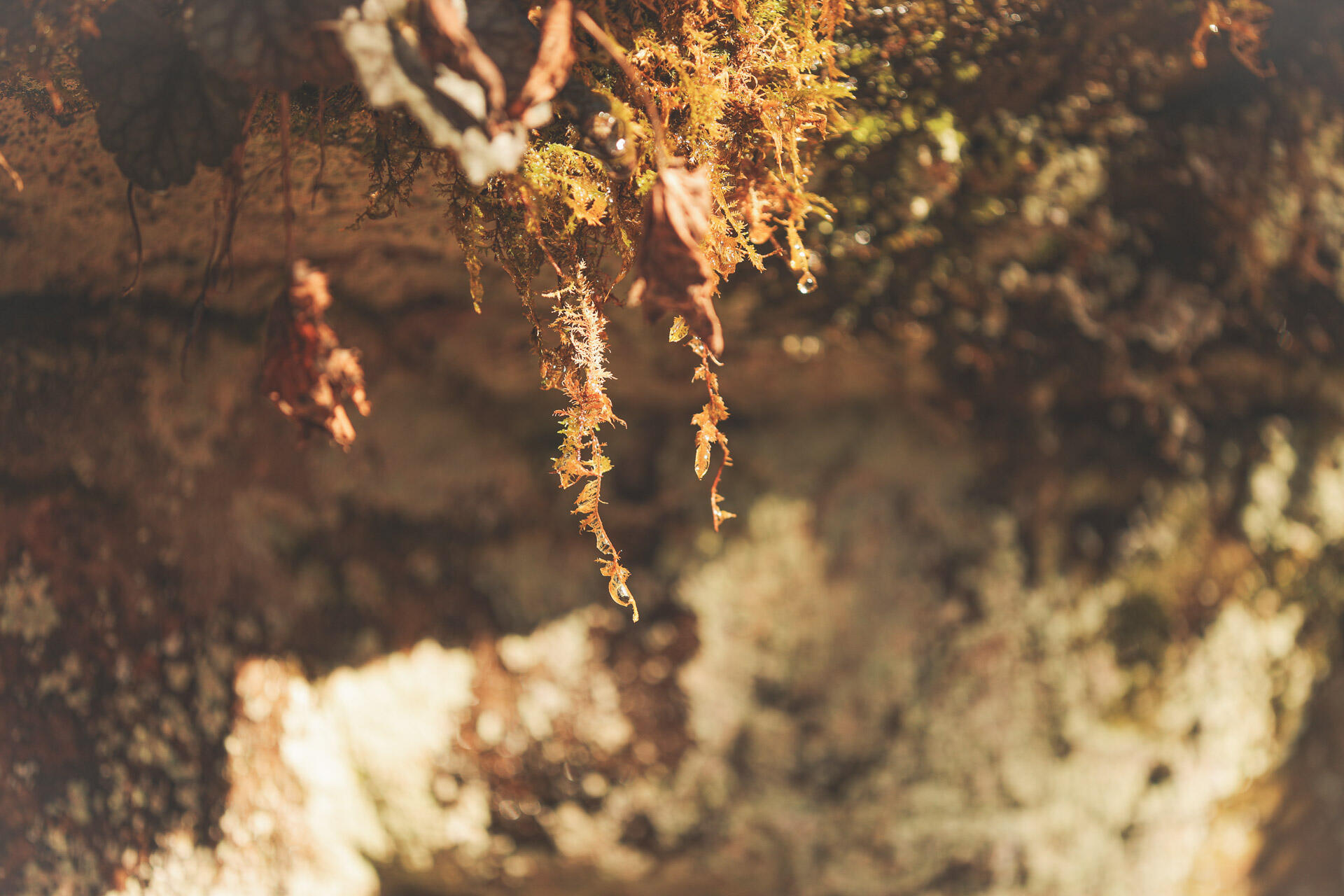 12733 Jones Gap Road Soddy Daisy, TN 37379 - Photo 73 of 108 Untitled-527